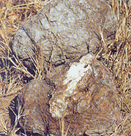 Hoelen,Fu-ling,Tuckahoe,China root,Basidmycota